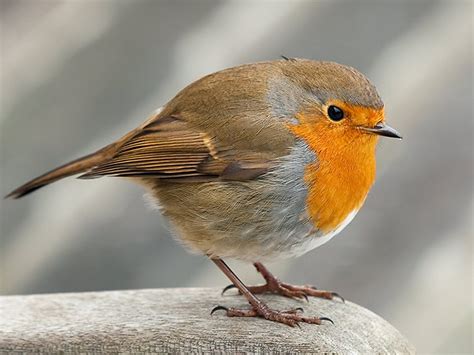 free pictures of robins